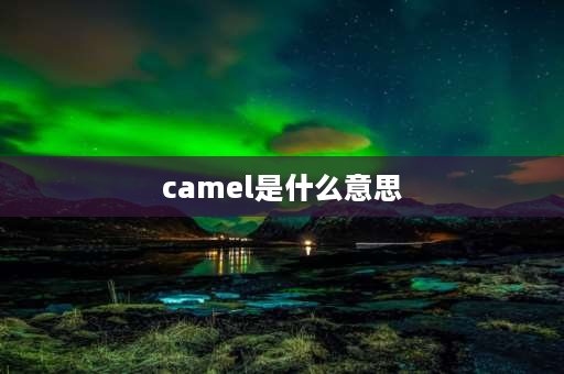 camel是什么意思 cameltoe是什么意思？