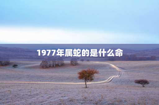 1977年属蛇的是什么命 1977年属什么马？