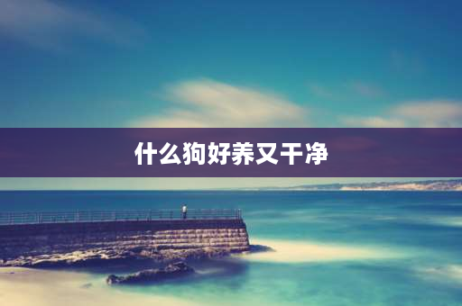 什么狗好养又干净 什么小型犬便宜，可爱，易养，干净，短毛，性格老实？