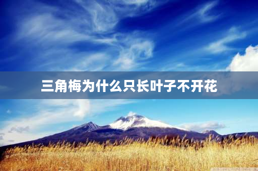 三角梅为什么只长叶子不开花 三角梅只有绿叶不开花怎么回事？