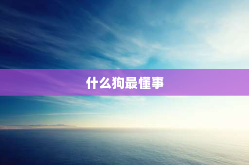 什么狗最懂事 6岁的泰迪懂事吗？