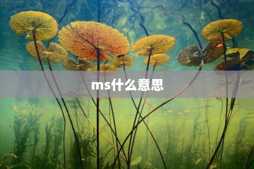 ms什么意思 Ms是什么意思？