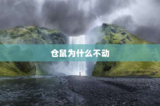 仓鼠为什么不动 仓鼠不怎么动是怎么回事？