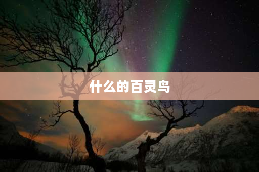 什么的百灵鸟 自信的百灵鸟是什么意思？