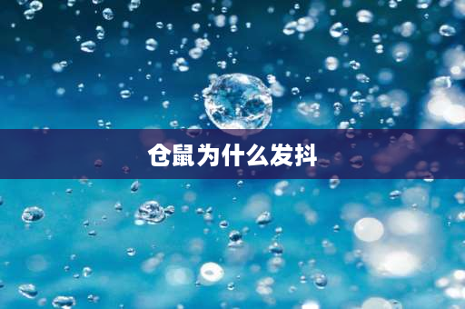 仓鼠为什么发抖 仓鼠一直发抖是怎么回事啊？