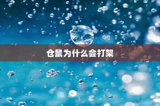 仓鼠为什么会打架 异性仓鼠为什么会打架？