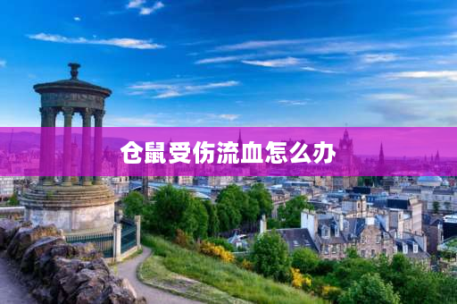 仓鼠受伤流血怎么办 我的小仓鼠从床上摔下去，**流血了，该怎么办呀？