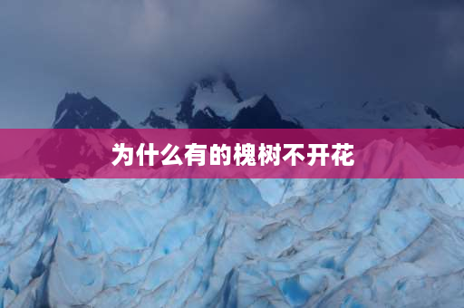 为什么有的槐树不开花 不同地区的槐树为什么开花的时间不一样？