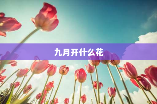 九月开什么花 梅花，兰花，荷花，石榴花，蔷薇花，桃花，腊梅花，各是几月开？