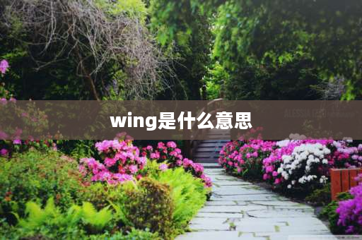 wing是什么意思 wing和wings的区别？