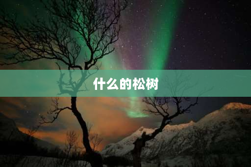 什么的松树 词语什么,的松柏？