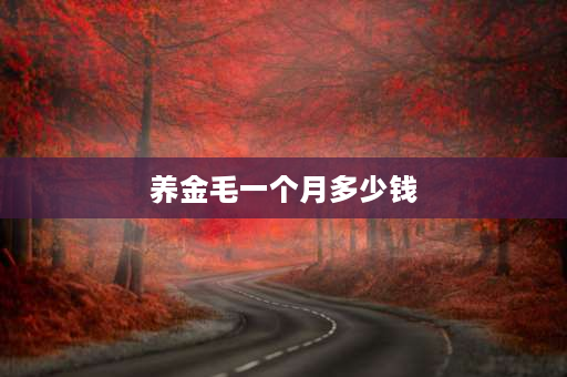 养金毛一个月多少钱 养一只金毛犬一个月要多少费用？