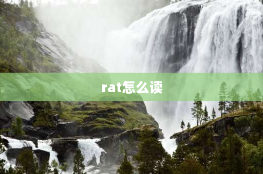 rat怎么读 动物用英语怎么读？