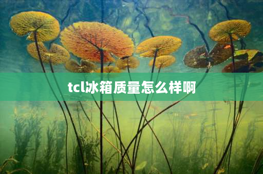 tcl冰箱质量怎么样啊 【TCL冰箱】TCL冰箱怎么样？TCL冰箱质量怎么样？