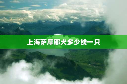 上海萨摩耶犬多少钱一只 萨摩耶饲养成本？