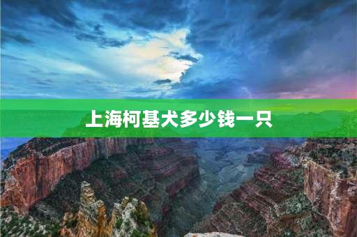 上海柯基犬多少钱一只 柯基最便宜的是什么品种？