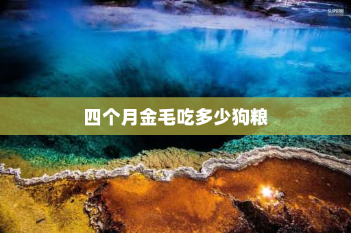 四个月金毛吃多少狗粮 4个月金毛一天喂几次？