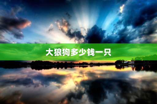 大狼狗多少钱一只 黑豹狗狗多少钱一只？