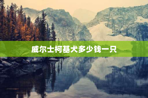 威尔士柯基犬多少钱一只 齐毛是什么意思？