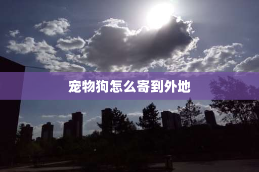 宠物狗怎么寄到外地 在外地买宠物怎么运回去？