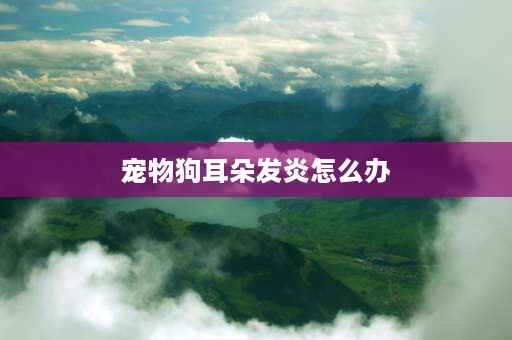 宠物狗耳朵发炎怎么办 狗狗耳病求治狗狗耳朵内似发炎了，每天用爪子？