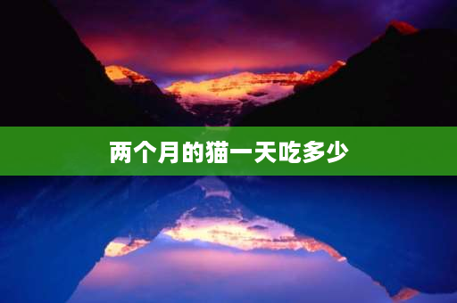 两个月的猫一天吃多少 2个月的猫咪怎么喂养？2至6月幼猫喂养方法有哪些？