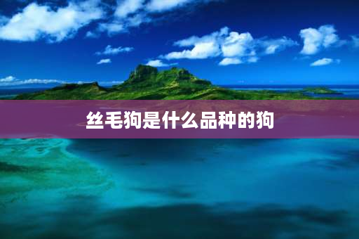 丝毛狗是什么品种的狗 熊猫狗是什么品种？