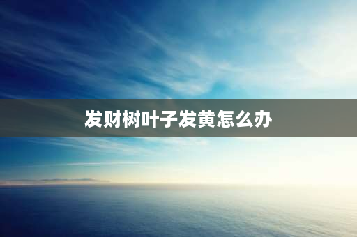 发财树叶子发黄怎么办 发财树黄叶怎么补救最佳方法？