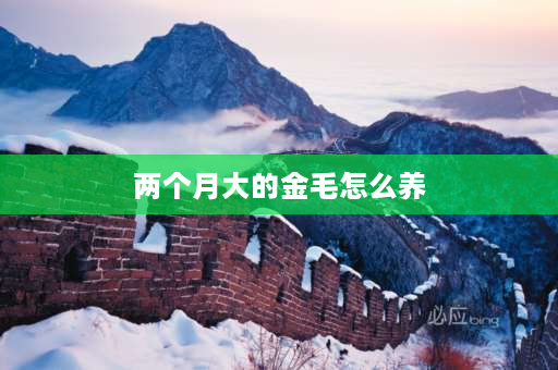 两个月大的金毛怎么养 两个月大的金毛怎么喂食？狗粮一次喂多少粒？