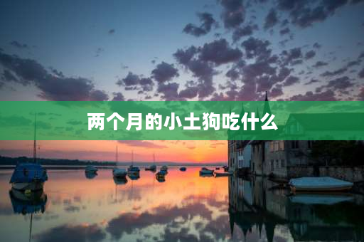 两个月的小土狗吃什么 30厘米长的小土狗吃什么？