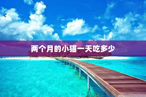 两个月的小猫一天吃多少 两个月小猫一天喂多少比较合适？