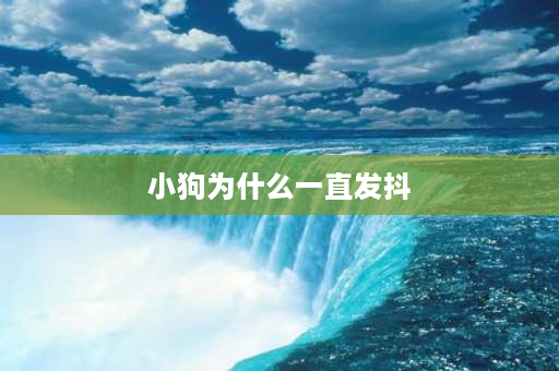 小狗为什么一直发抖 小狗不停发抖，走路不稳，打瞌睡，怎么回事啊？