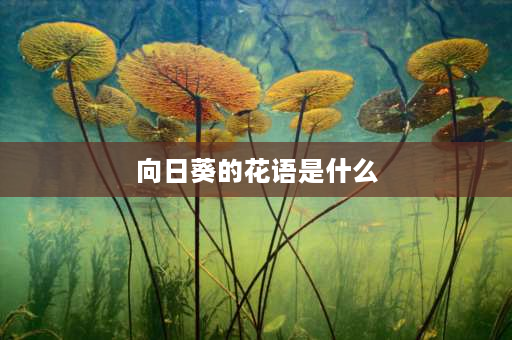 向日葵的花语是什么 向日葵花语是啥？