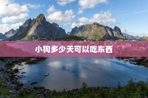 小狗多少天可以吃东西 狗狗多大后可以吃肉和骨头？