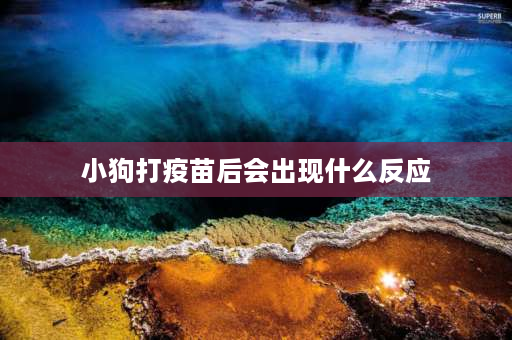 小狗打疫苗后会出现什么反应 狗狗打完疫苗有点呕吐反应，什么情况？