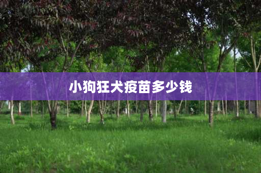 小狗狂犬疫苗多少钱 给狗狗打狂犬疫苗多少钱了，一般是去哪里打？