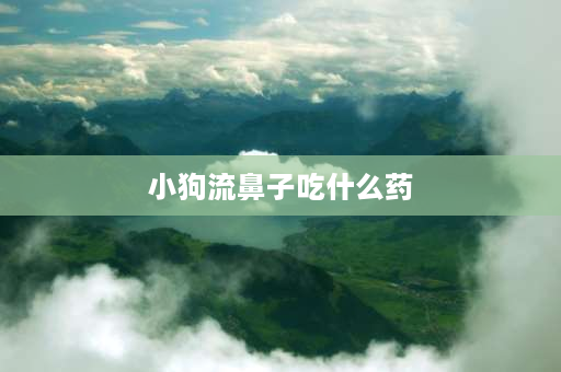 小狗流鼻子吃什么药 一个月大的小狗总打喷嚏和流鼻涕喝什么药能好？