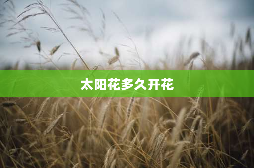 太阳花多久开花 6月种的太阳花多长时间开花？