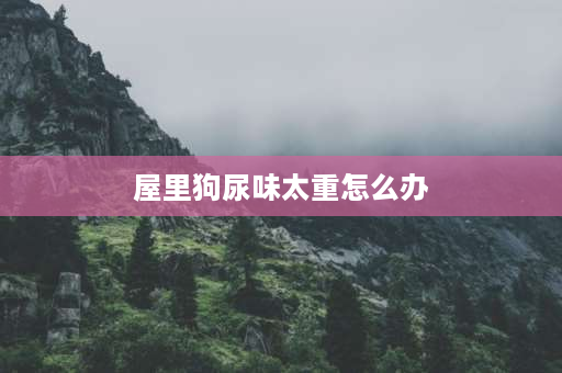 屋里狗尿味太重怎么办 有什么东西可以除掉狗小便的味道？让小狗不再原来的地方大小便？