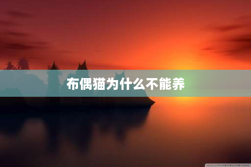 布偶猫为什么不能养 布偶猫为什么不能养养布偶猫的坏处养布偶猫最忌讳？