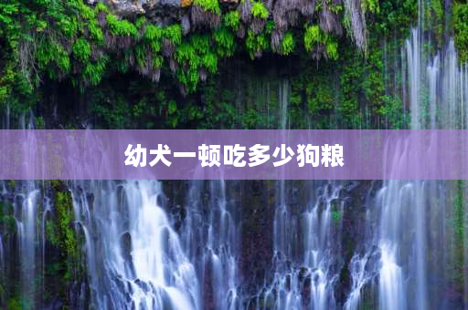 幼犬一顿吃多少狗粮 刚满月的小狗一顿饭能吃多少啊？