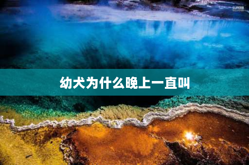 幼犬为什么晚上一直叫 为什么晚上小狗老是哼哼唧唧的？