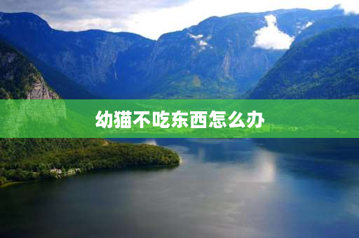 幼猫不吃东西怎么办 幼猫奄奄一息不吃东西怎么救活？