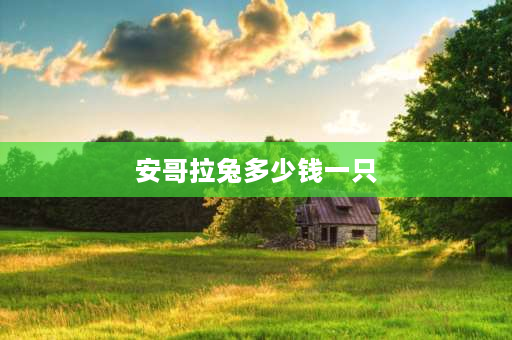 安哥拉兔多少钱一只 安哥拉巨兔优缺点？