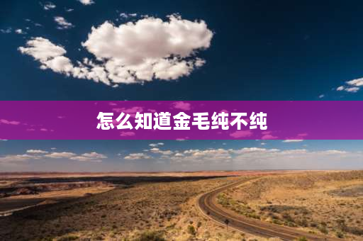 怎么知道金毛纯不纯 怎样辨别金毛犬品种纯不纯？