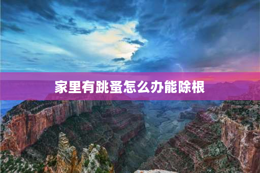 家里有跳蚤怎么办能除根 家里的跳蚤如何迅速彻底的根除？