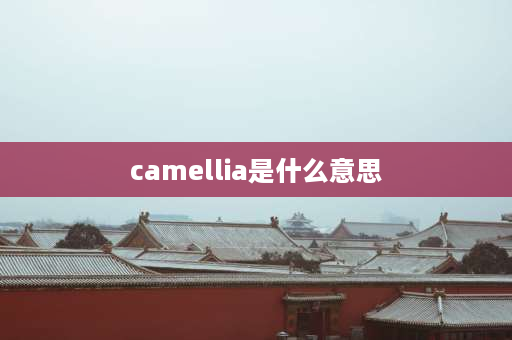 camellia是什么意思 山茶花的英文花语？