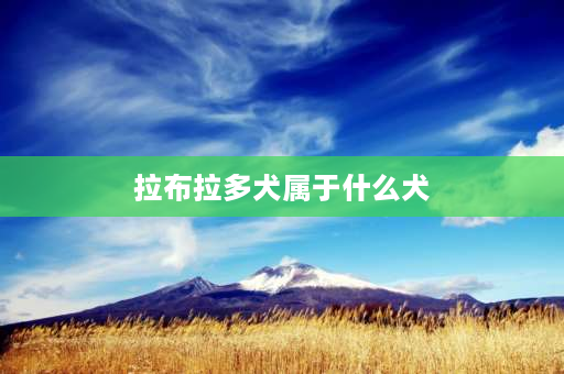 拉布拉多犬属于什么犬 拉布拉多属于什么型犬？