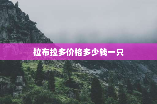 拉布拉多价格多少钱一只 拉布拉多犬价格拉布拉多犬多少钱？