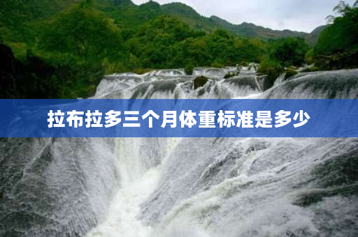 拉布拉多三个月体重标准是多少 刚满三个月的拉布拉多母狗体重5.7公斤正常吗？